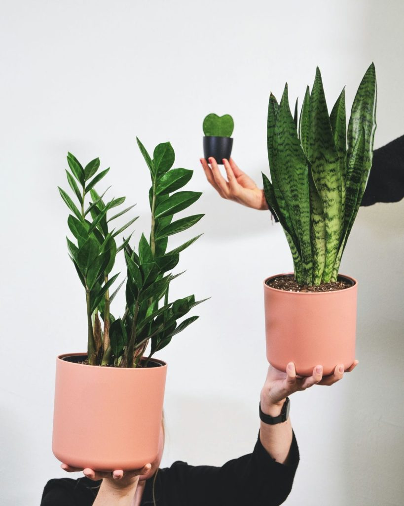 Woman holding up two plants in a pink pot