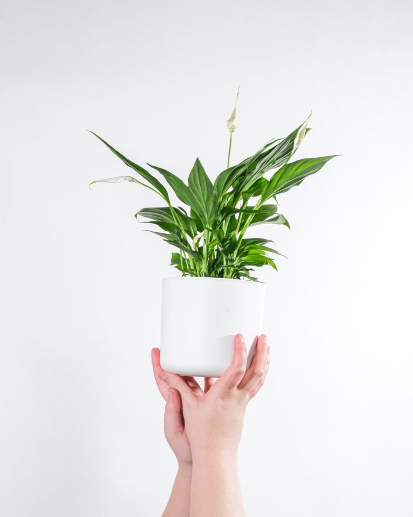 Peace Lily (Spathiphyllum wallisii) in a white pot held by two woman's hands