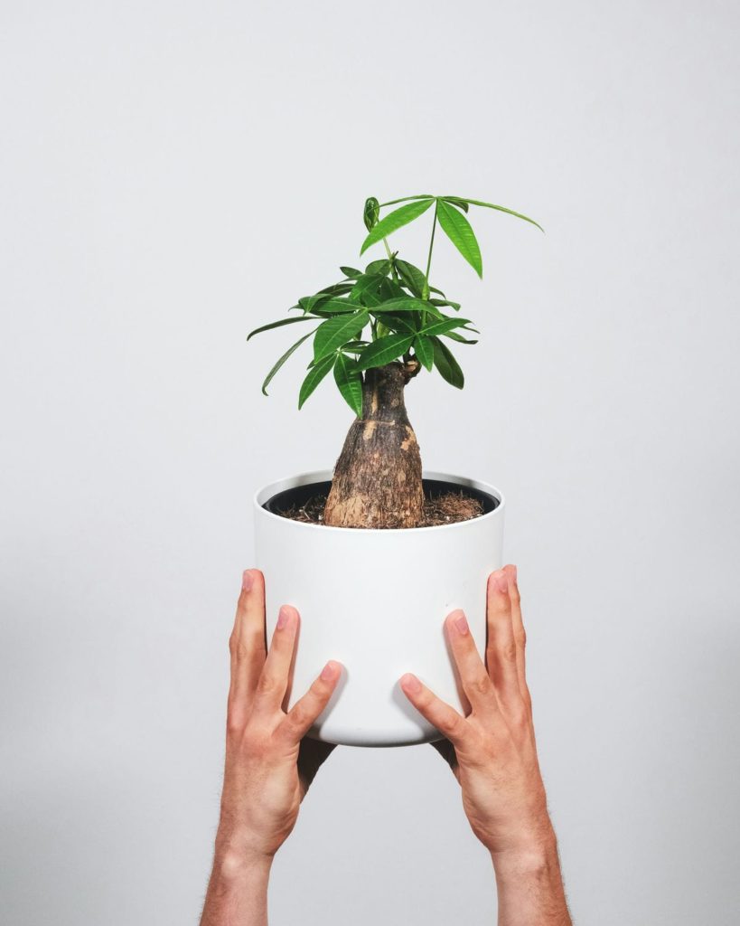 Two hands holding a Pachira aquatica in a white pot