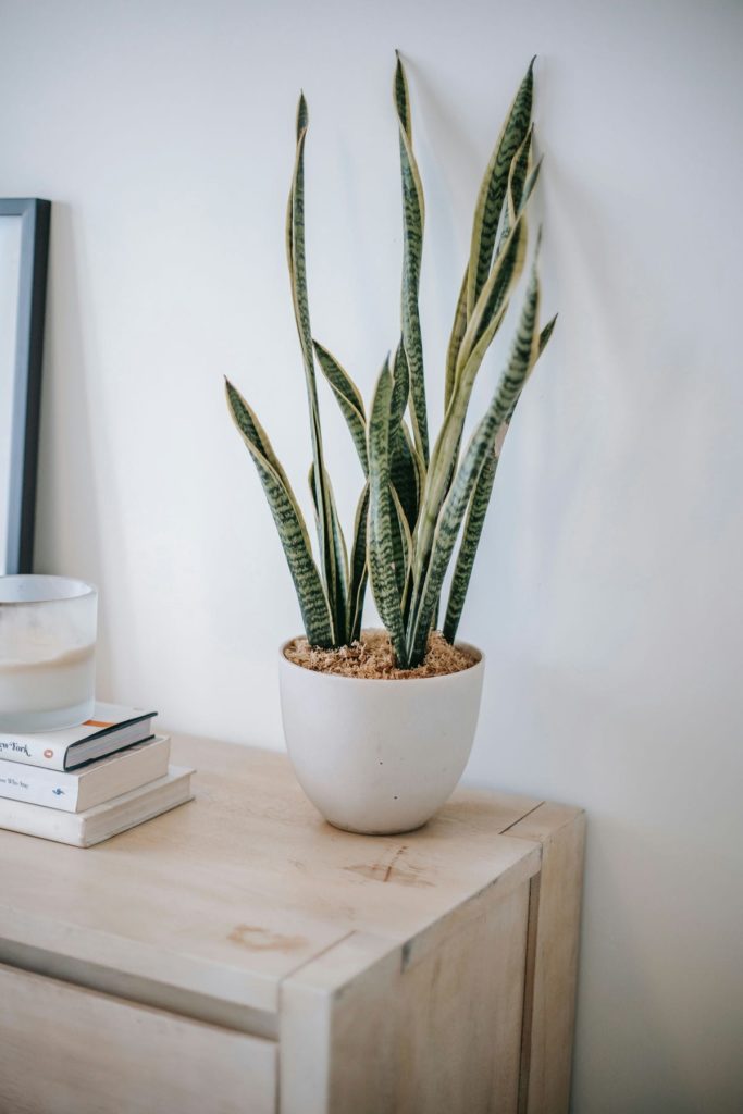 Sansevieria in pot near books on chest of drawers