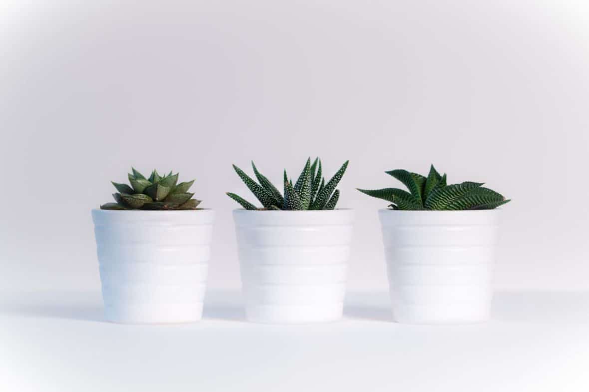 Plants in pots