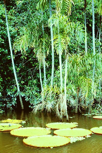 A picture of the Amazon rain forest