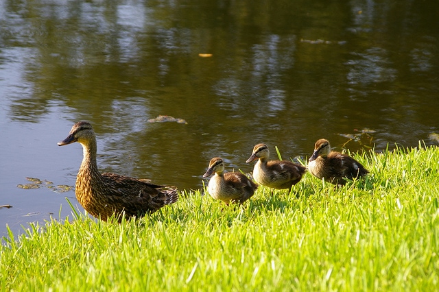 A row of ducklings following their mother