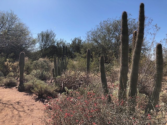 Cacti