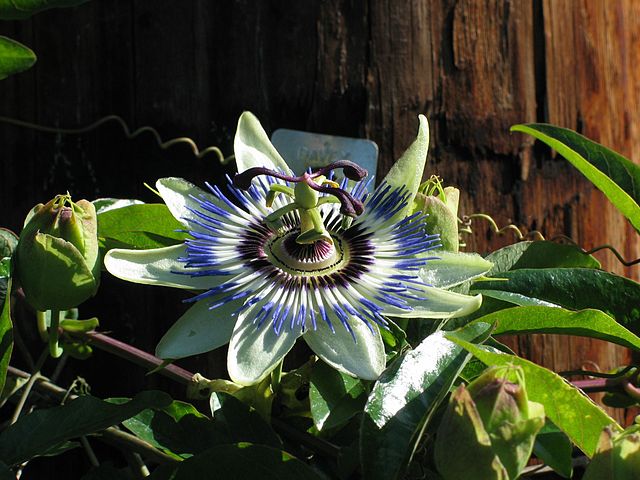 A picture of a rain forest flower