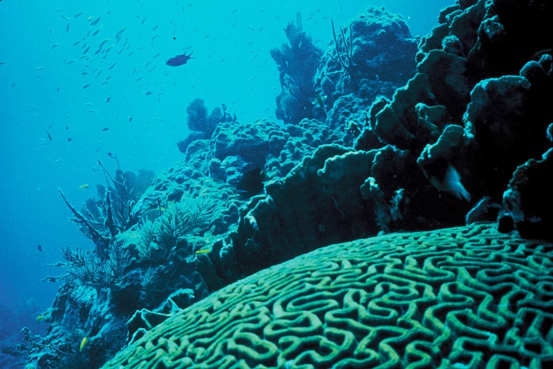 An image of a coral reef