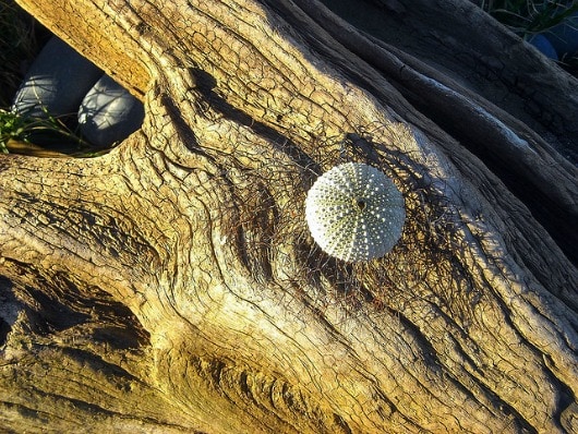 Aged wood