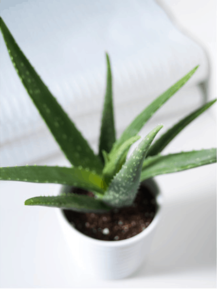 aloe vera in a white pot