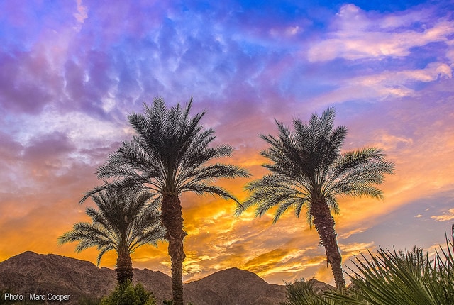 balmy palms