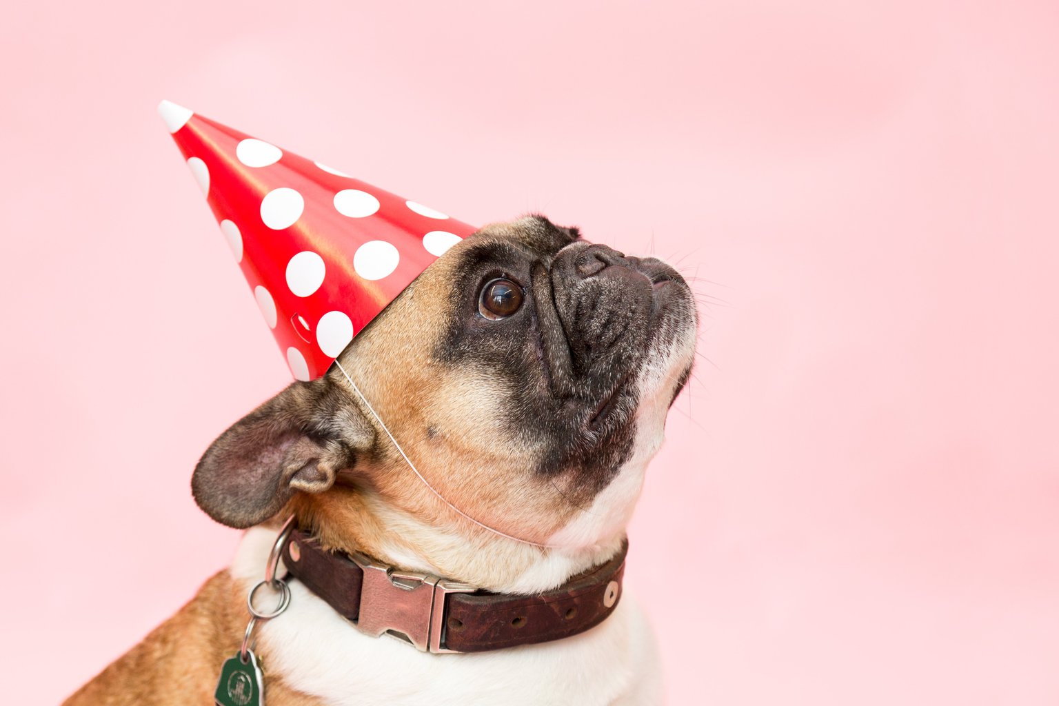 Birthday dog