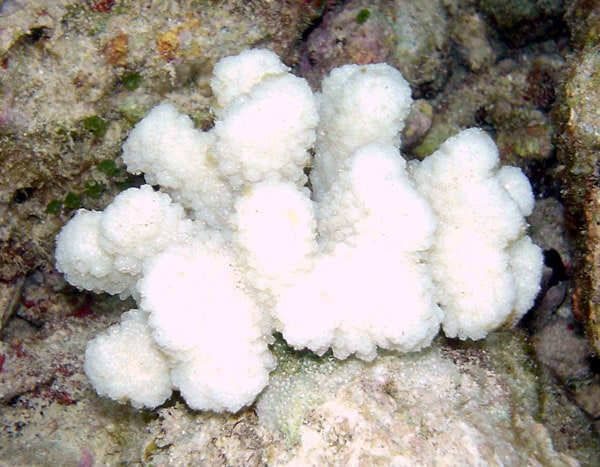 An image of bleached coral