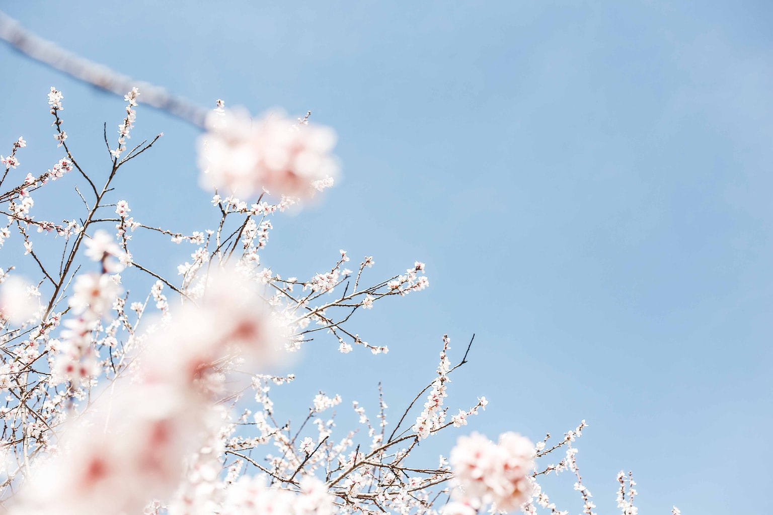 Blue and pink flowers
