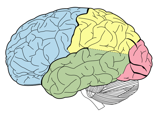 A diagram of the lobes of the brain