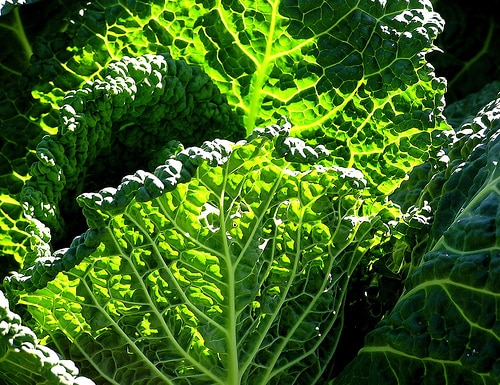Cabbage