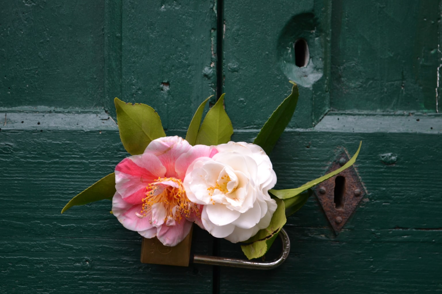 Camellias in pink and white