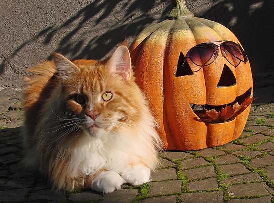 Cat and pumpkin