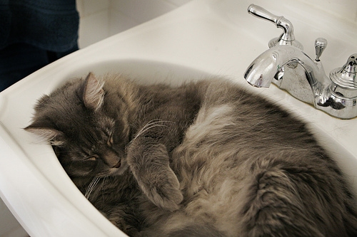 Cat in sink