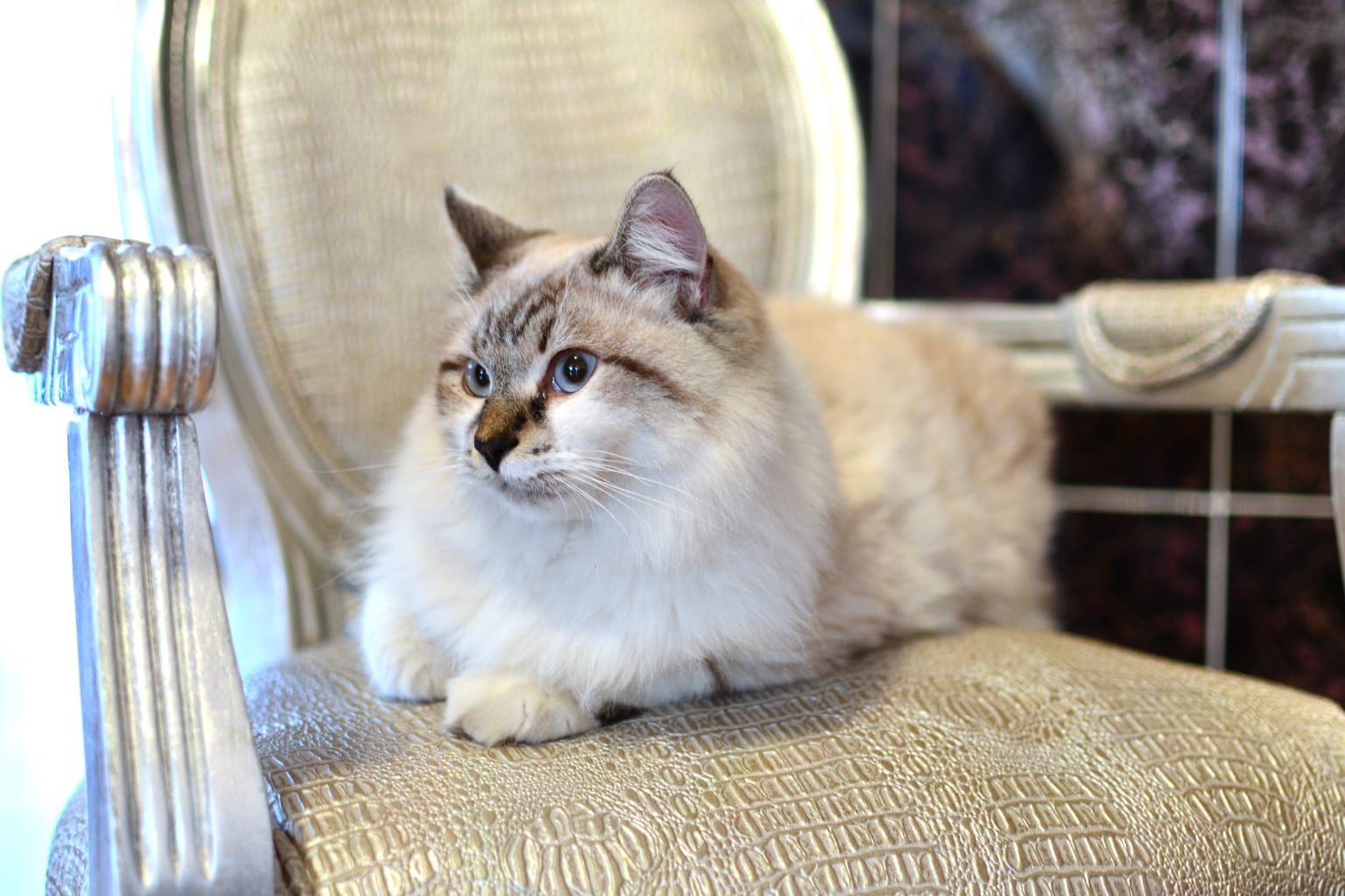 Cat on a chair