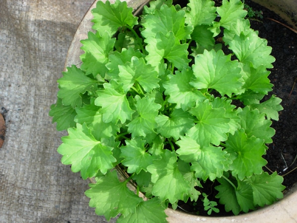 centella asiatica plant