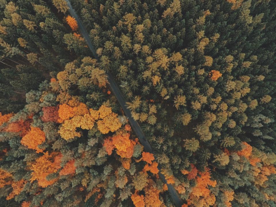 Overhead shot of orange and green trees in a forest