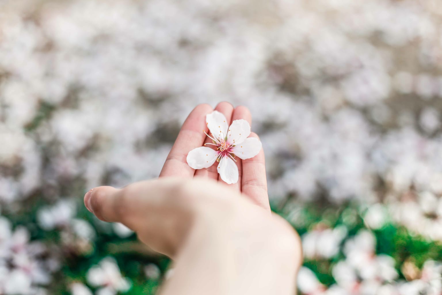 Cherry blossom in hand