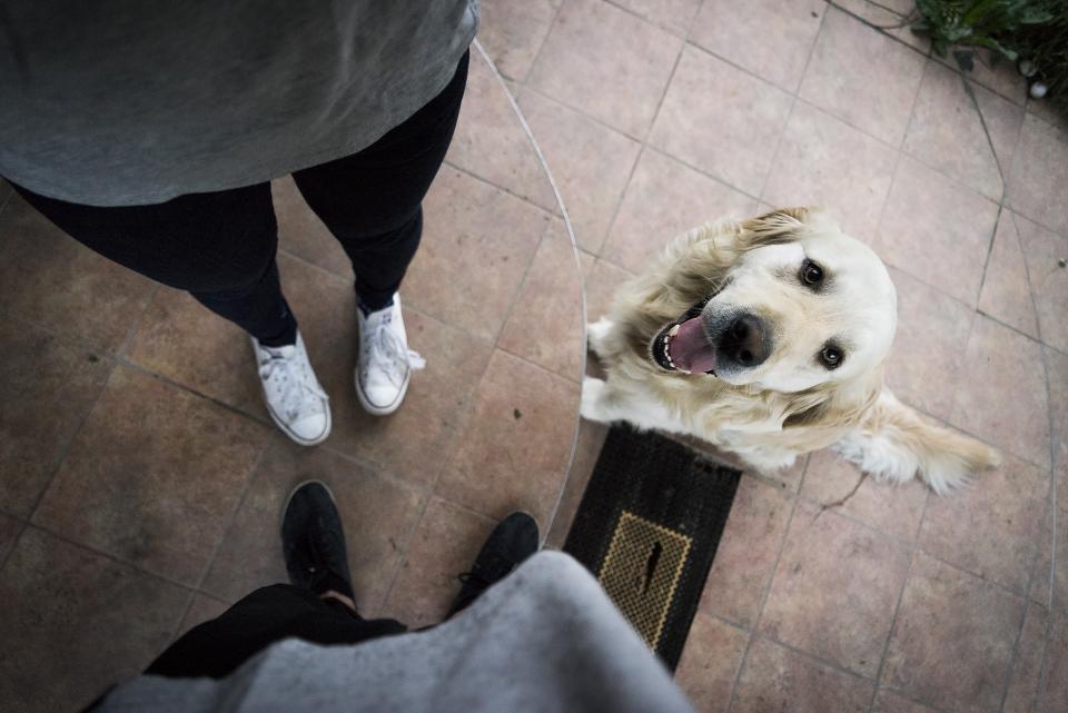 Couple standing with golden retriever