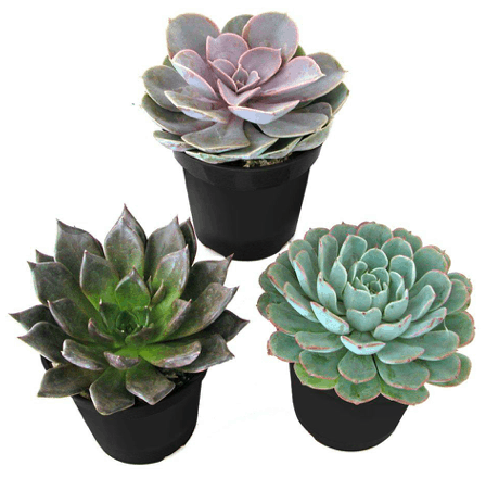 desert rose succulent plant - holiday gift ideas