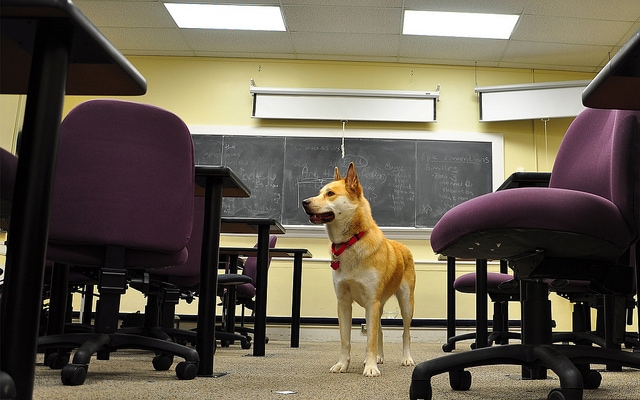 dog in classroom