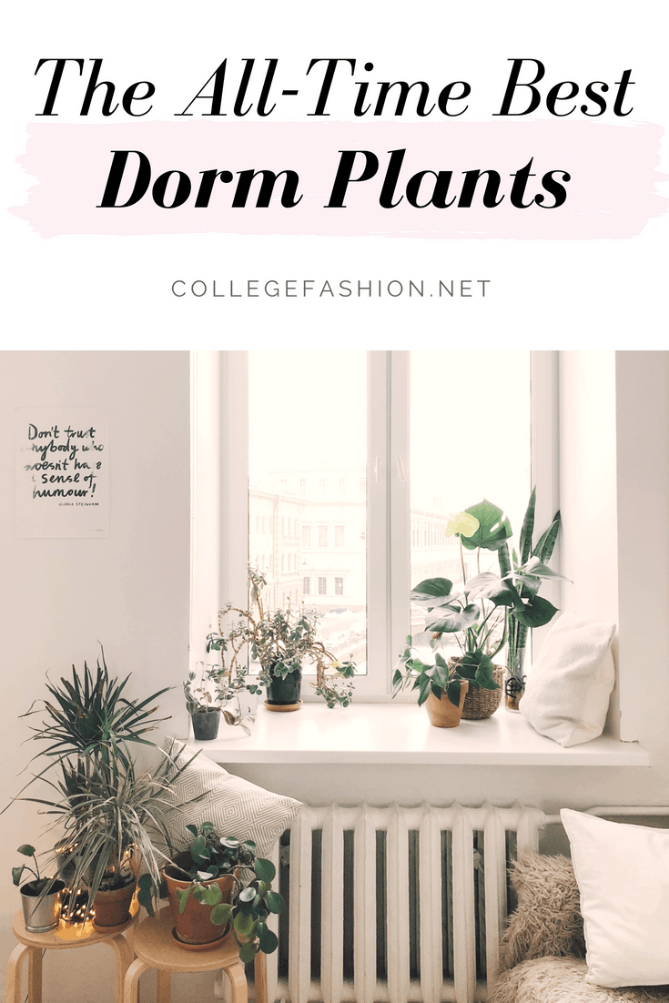 These Are the Best Dorm Plants, Hands Down - College Fashion