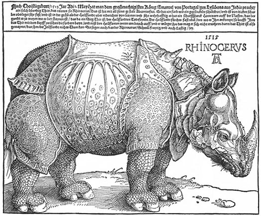 Albrecht Dürer’s “Rhinoceros”
