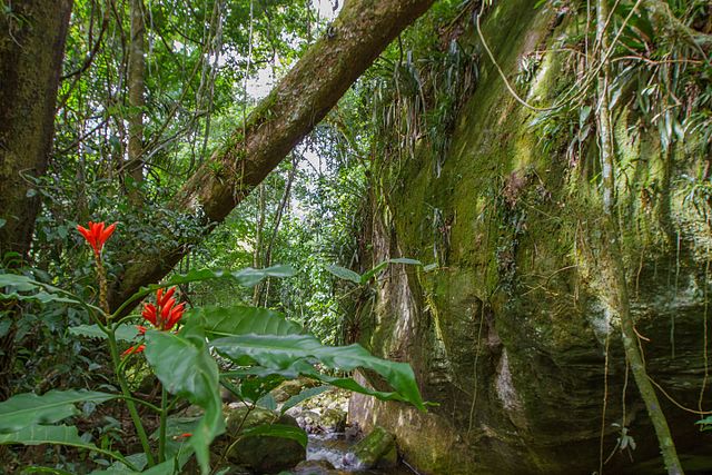 A picture of rain forest epiphytes