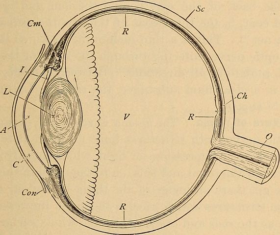 A diagram of the structures of the eye
