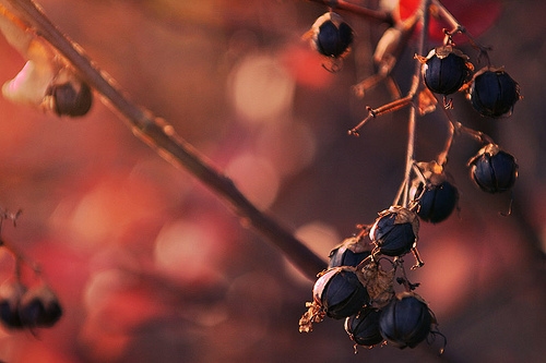 Fall berries