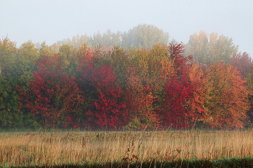 Fall foliage
