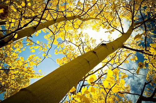 Fall-Trees-Header