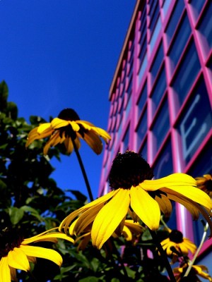 Flowers outside a dorm