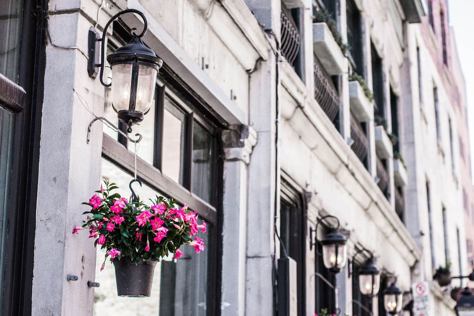 Hanging pink flowers in a window