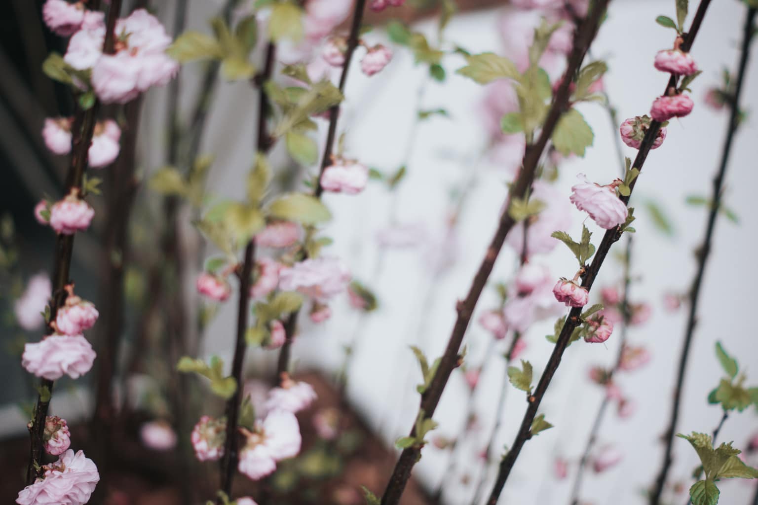 Flowers for spring