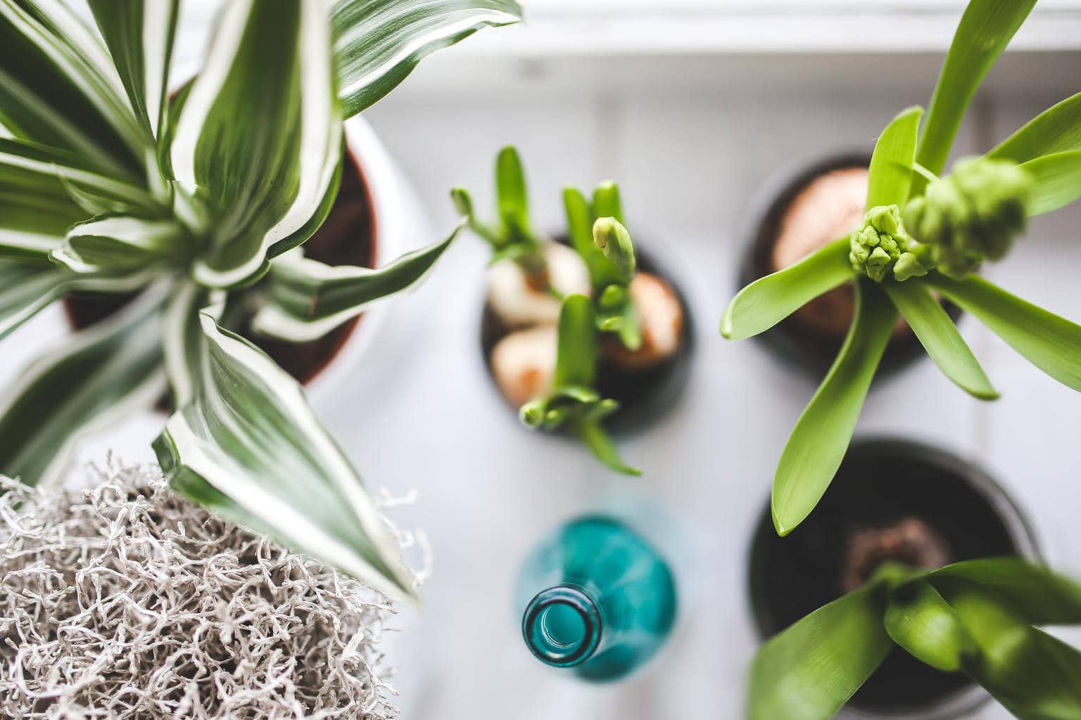 Potted plants on a dorm room window sill