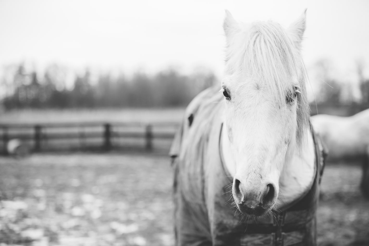 White horse