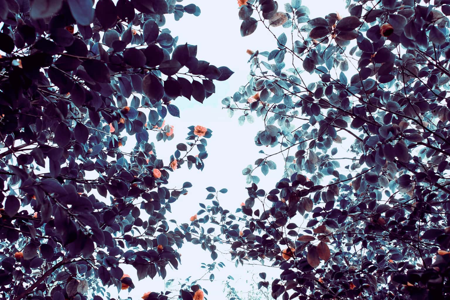 Leaves and flowers