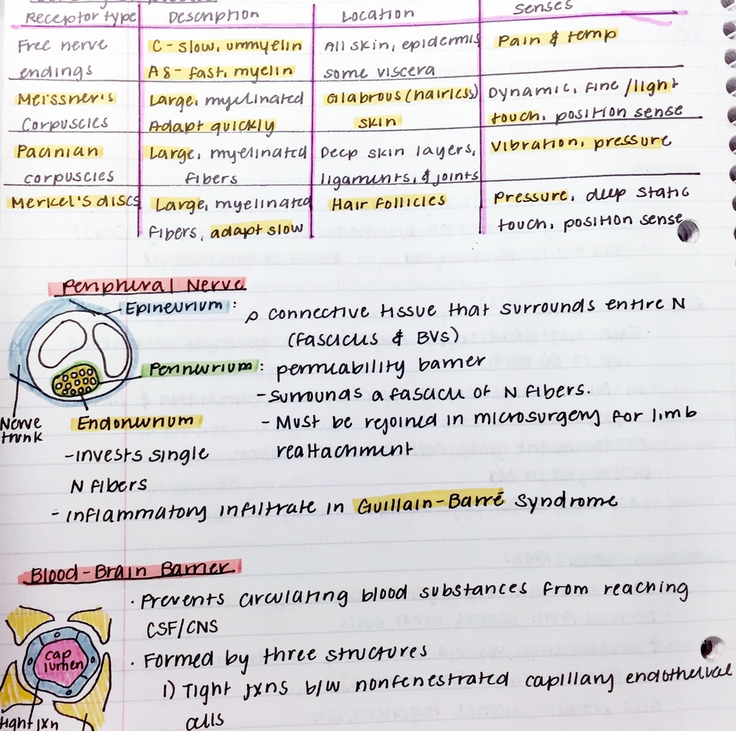Medical school notes