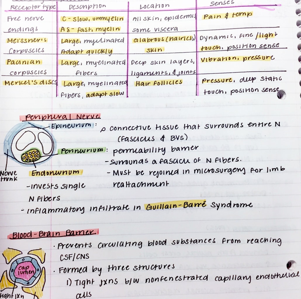 Mild liner markers  Pretty notes, Colorful notes, Study notes