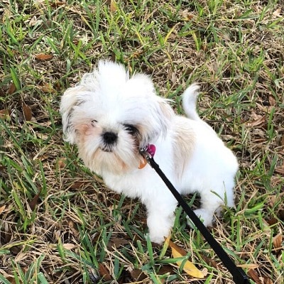 Minnie on a walk