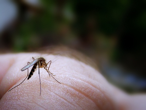 Mosquito bite