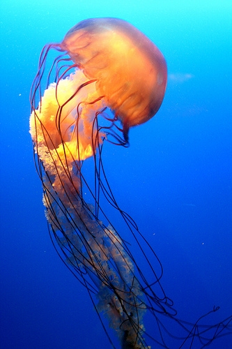 Ocean Park in Hong Kong