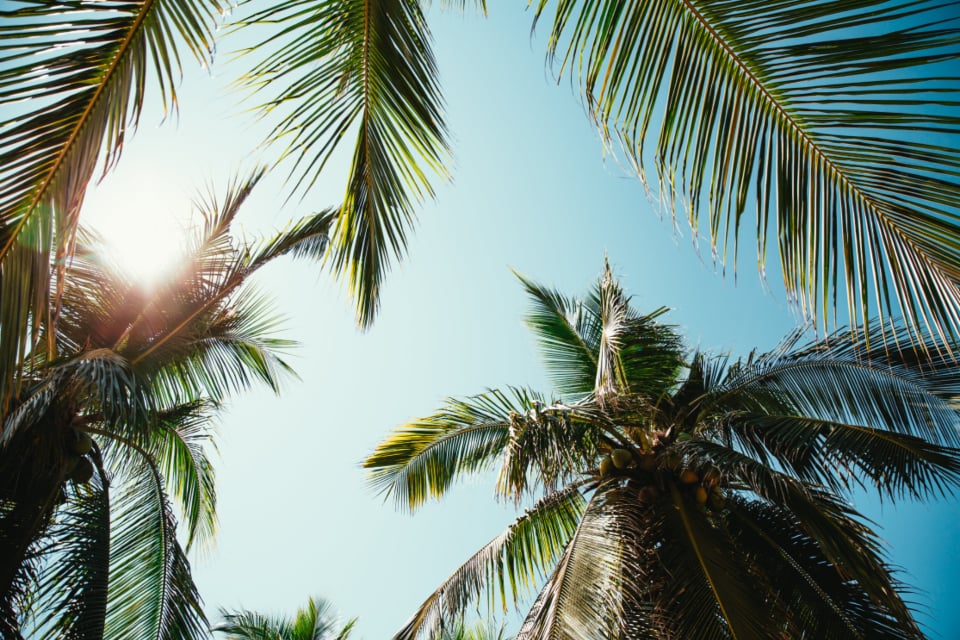 Palm trees