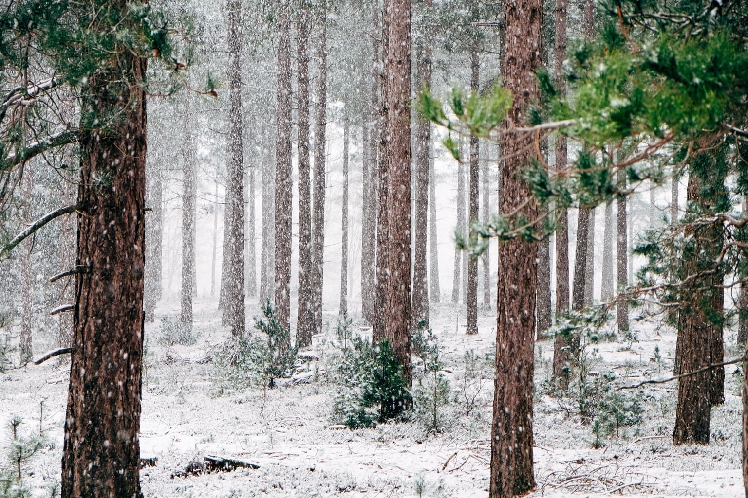 Snowy Forest