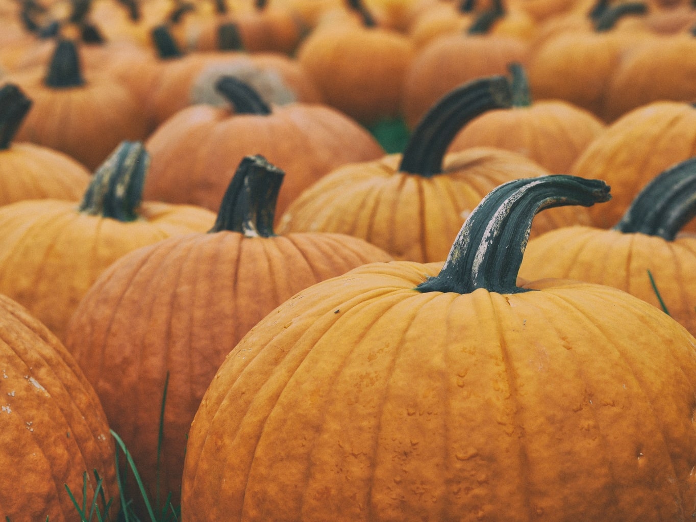 picture-inspired-fashion-pumpkins