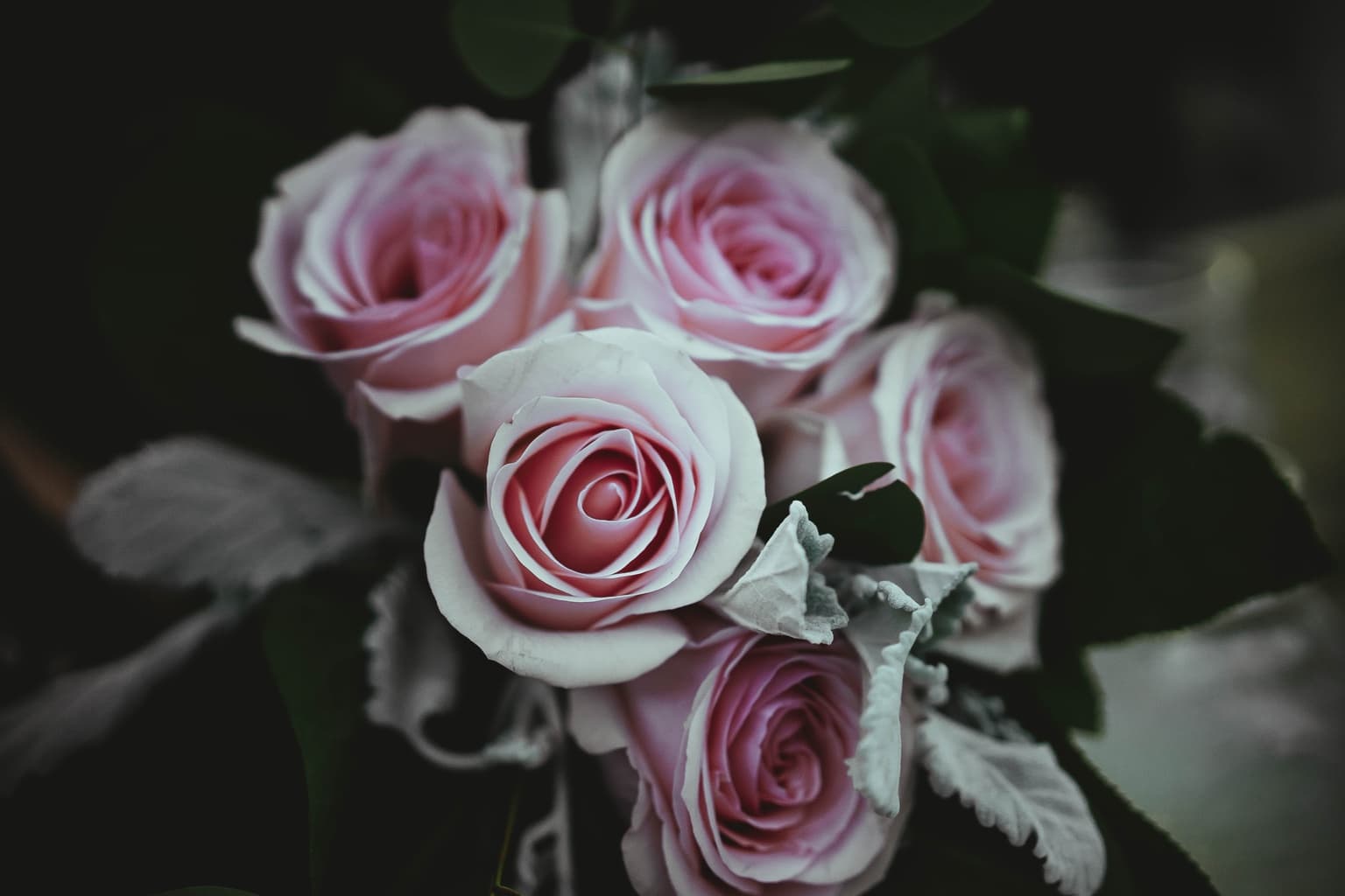 Pink roses
